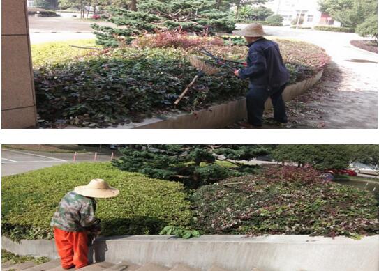 綠植修剪，美化環(huán)境